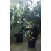 Лимон цитрусовое растение 1,9-2,0 метра АКЦИЯ!!!